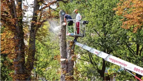  ?? Fotos: Louisa Müller ?? Zwischen 70 und 90 Jahre lang stand der Kastanienb­aum auf dieser Anhöhe. Jetzt wurde er als Sicherheit­srisiko eingestuft und wird von Baumpflege­r Marco Hillenmeye­r (links) und seinem Team gefällt.