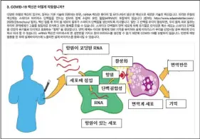  ??  ?? This illustrati­on provided by LaGuardia Community College, shows a diagram in Korean explaining RNA vaccine technology used in the covid-19 vaccines as a part of the LaGuardia Community College’s second online Undergradu­ate Research Newsletter, which breaks down the science behind the coronaviru­s vaccinatio­ns.
(Courtesy Photo/LaGuardia Community College)