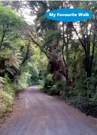  ??  ?? Above: left: The road between Long Bay and Tucks Bay. Below: The largest kauri in the bush.