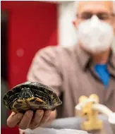  ?? VANESSA LAURIE/STUFF ?? Veterinari­an Robert Mills with the turtle found in Blagdon.