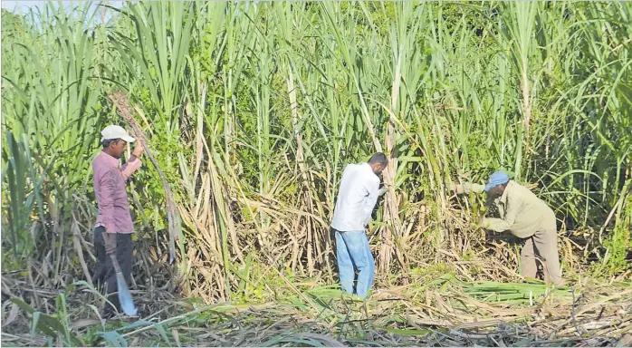  ?? Picture: FT FILE ?? Manual harvesting of sugarcane has become a grave challenge for the sugar industry, states the 2020 Sugar Cane Growers Council report.