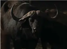  ??  ?? Clients pay a fee per animal they shoot. A buffalo costs hunters $12,500.