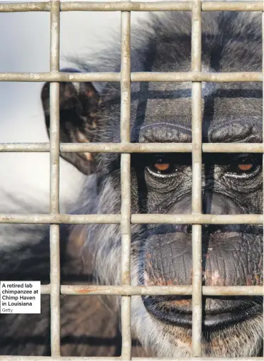  ?? Getty ?? A retired lab chimpanzee at Chimp Haven in Louisiana