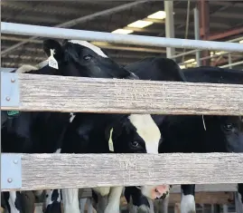  ?? Cattle at the ?? Restrictio­ns in place during lockdown Shepparton saleyards. . . .