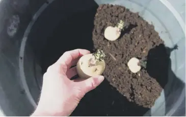  ??  ?? Windowsill­s and spare bedrooms have been commandeer­ed for chitting potatoes, above