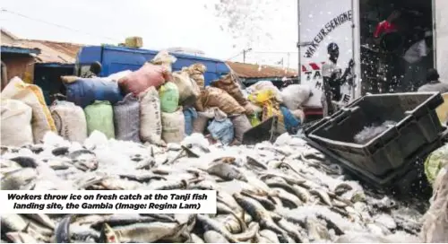  ?? ?? Workers throw ice on fresh catch at the Tanji fish landing site, the Gambia (Image: Regina Lam)