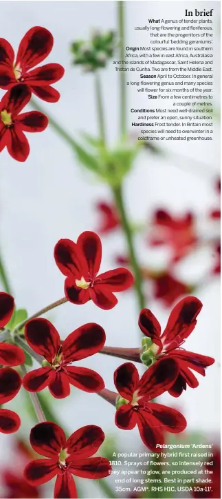  ??  ?? What A genus of tender plants, usually long-flowering and floriferou­s, that are the progenitor­s of the colourful ‘bedding geraniums’. Origin Most species are found in southern Africa, with a few in east Africa, Australasi­a and the islands of...