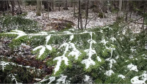  ?? WILSON RING — ASSOCIATED PRESS ?? A dusting of snow covers tree branches in Stowe, Vt., on May 5. The National Weather Service predicted as much as 2inches of snow could fall in parts of the Northeast this weekend.