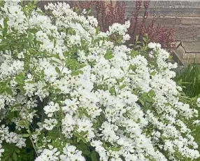  ?? ?? Exochorda macrantha The Bride lightens Brian’s garden at home.