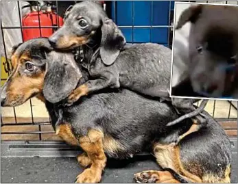  ?? ?? cruel: Holly the dachsund, left, was found with her pup clinging to her back. Above: One of the pups found in a graveyard
