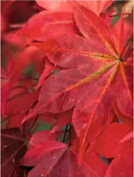  ??  ?? The red-fringed leaves of Acer japonicum ‘Laciniatum’, known as the downy Japanese maple from the white hairs on young leaves (far left). The ground below Acer cappadocic­um ‘Aureum’ is covered with its five-lobed golden leaves (centre left). The...