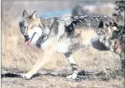  ?? U.S. FISH AND WILDLIFE SERVICE ?? A Mexican gray wolf leaves cover at the Sevilleta National Wildlife Refuge in Socorro County, N.M.