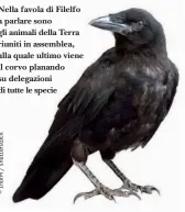  ??  ?? Nella favola di Filelfo a parlare sono gli animali della Terra riuniti in assemblea, alla quale ultimo viene il corvo planando su delegazion­i di tutte le specie