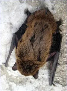  ??  ?? Common Pipistrell­e roosting, head down.