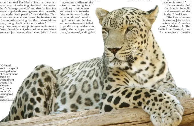  ?? (Wikimedia Commons) ?? ‘MOST OF Iran’s fauna are in danger of disappeari­ng due to a lack of commitment and interest by Iran’s Environmen­t Department. The Persian leopard (pictured) is one of the country’s most endangered carnivores.’