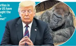  ??  ?? Gorillas in the US have caught the coronaviru­s. “Not from me!” grunts the primate in the White House, scratching his hairy armpits.