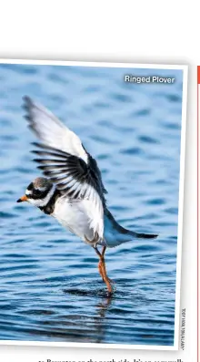  ?? ?? Ringed Plover