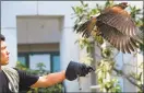  ?? Richard Vogel / Associated Press ?? Falconer Mike Bordonaro releases Riley, his Harris’s hawk, outside the U.S. Bank Tower in downtown Los Angeles.