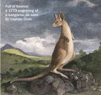  ??  ?? Full of bounce: a 1773 engraving of a kangaroo, as seen by Captain Cook