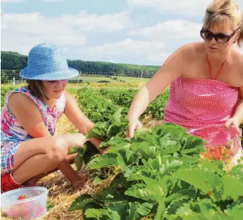  ?? Fotos: Hassan ?? Elke Seiler und ihre Tochter Laura freuen sich, dass es in ihrer Nähe, im Blindheime­r Ortsteil Weilheim jetzt auch Erdbeeren zum Pflücken gibt, und zwar in Bioqualitä­t. Zusammen mit den Eberl Feldern sind es jetzt zwei Plantagen im Landkreis.