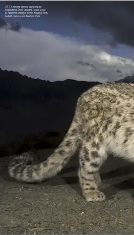  ??  ?? 37 | A remote camera capturing an endangered Snow Leopard (Uncia uncia or Panthera uncia) in Hemis National Park, Ladakh, Jammu and Kashmir, India