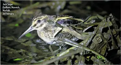  ??  ?? Jack Snipe Earlham, Norwich, Norfolk, 26 February