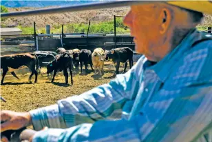  ?? ?? ABOVE: Cliven Bundy stands in a cattle pen at his ranch in Bunkervill­e, Nev., earlier this month. Ten years have passed since hundreds of protesters including armed riflemen answered a family call for help that forced U.S. agents to abandon an effort to round up family cattle in a dispute over grazing permits and fees. Despite federal prosecutio­ns, no family members were convicted of a crime.