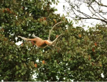  ??  ?? left The proboscis monkey’s unusually large, fleshy and pendulous nose is believed to impress females and intimidate rival males
right The arboreal (treeliving) species travel through forest canopies by leaping from tree to tree
PHOTO: JUAN- CARLOS...