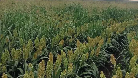  ?? PHOTO: PAUL MCINTOSH ?? FEED OR WEED: A local southern Queensland grain sorghum crop with Johnson grass growing in it.