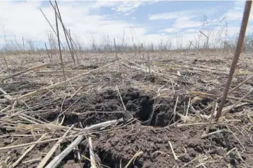  ?? VÍCTOR HUGO OLIVAS ?? > Los campos muestran los efectos de la sequía.