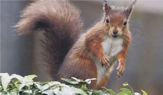  ?? PICTURE: OWEN HUMPHREYS/PA ?? 0 Red squirrel population­s are increasing in several areas across Scotland, particular­ly in the north-east, though the Borders picture is mixed