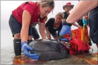  ?? The Canadian Press ?? A false killer whale named Chester died Friday at the Vancouver Aquarium.The young whale is shown being rescued from a beach near Tofino on July 10, 2014.