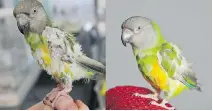  ??  ?? Before and after images of Elvis, a bird now in the care of the Montreal SPCA. A pet store owner who had exotic birds seized by SPCA is being charged with animal cruelty and neglect.