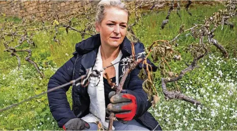  ?? Foto: Daniel Schäfer ?? Winzerin Katja Riedel aus Pirna mit erfrorenen Reben: „Es ist eine Katastroph­e.“