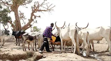  ??  ?? Herder with his cattle