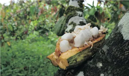  ??  ?? Inside the cacao pod are pieces of white fruit, each containg a bean that produces the high-quality chocolate.