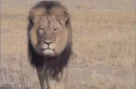  ??  ?? LURED AND HUNTED: Cecil the lion was a drawcard at Zimbabwe’s Hwange National Park.