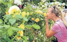  ?? RP-ARCHIVFOTO: KÖHLEN ?? Der Duft von Rosen ist ein Genuss. Bei der Gartenlust am 3. Juni zeigen 79 Aussteller ihre Waren oder haben gut Ratschläge.