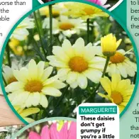  ??  ?? MARGUERITE These daisies don’t get grumpy if you’re a little neglectful.
