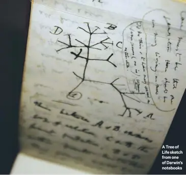  ??  ?? Atreeof Life sketch from one of Darwin’s notebooks