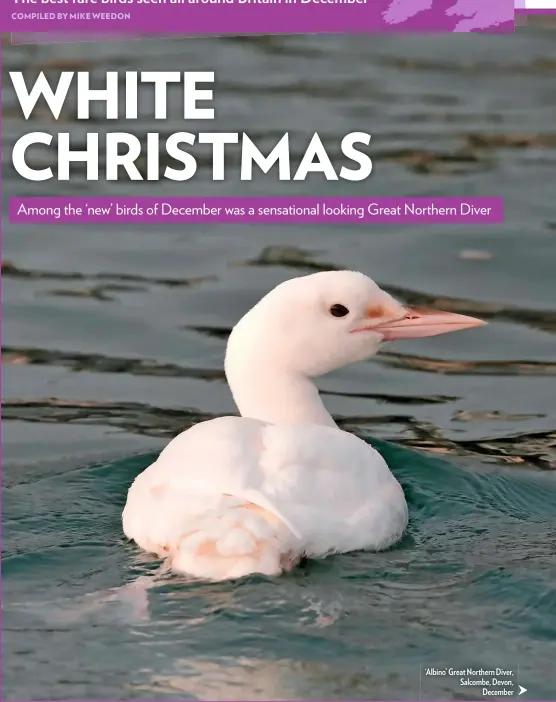  ??  ?? ‘Albino’ Great Northern Diver, Salcombe, Devon, December