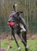  ??  ?? Blu awaits a home in Glasgow