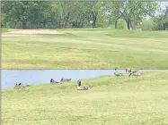  ?? RICK PECK/SPECIAL TO WEEKLY VISTA ?? The geese guarding a water hazard at the Cassville Golf club are considered “rub of the green,” meaning no relief if your ball ricochets off one and goes into the water.