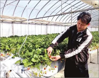  ?? TWITTER ?? Atsushi Sato, 47, a strawberry farmer in Sukagawa city in the prefecture, employs around 15 workers to grow strawberri­es and other vegetables depending on the season and makes 10 agricultur­al products such as ice cream, juice and dried strawberri­es.