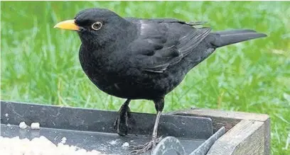  ?? RSPB ?? A blackbird visits the bird table