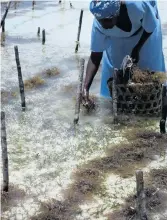  ?? ?? Seaweed farming in Tanzania.
Photo: Wikimedia Commons