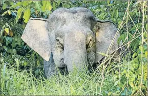  ?? © RAZVAN CIUCA / GETTY ?? Según el ADN, el elefante de Borneo sería el extinto elefante de Java