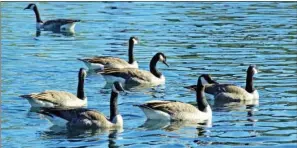  ?? KEITH SUTTON/CONTRIBUTI­NG PHOTOGRAPH­ER ?? Arkansas has a very healthy Canada-goose population. As the number of the birds continues to increase, more and more hunters are targeting them.