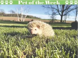  ?? Submitted by Charla Brooks. ?? SUN TANNING!- This is our pet hedgehog, Waffles.