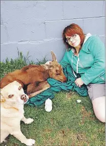  ?? BRANDI CALDER/ FACEBOOK ?? Brandi Calder is heartbroke­n following the euthanizat­ion of a baby moose that she and her husband had rescued.